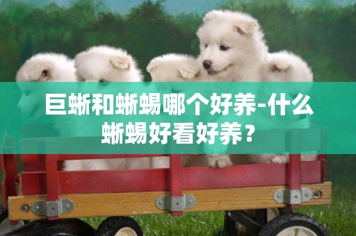 巨蜥和蜥蜴哪個好養-什么蜥蜴好看好養？