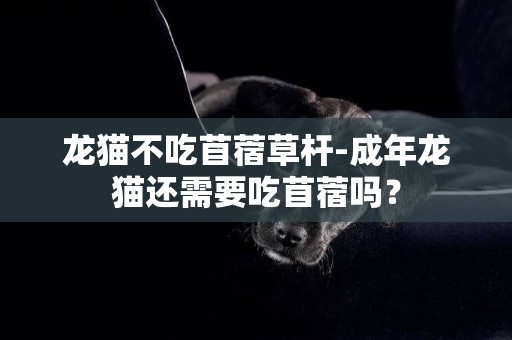 龍貓不吃苜蓿草桿-成年龍貓還需要吃苜蓿嗎？