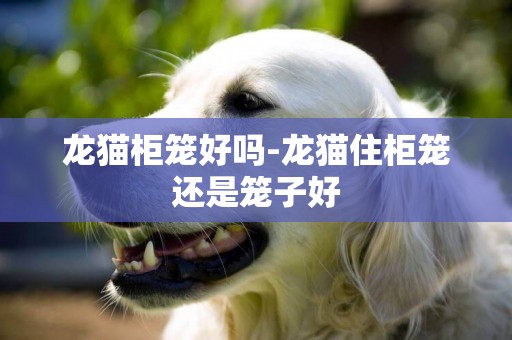 龍貓柜籠好嗎-龍貓住柜籠還是籠子好