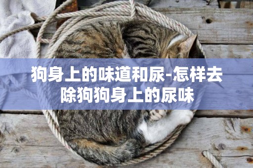 狗身上的味道和尿-怎樣去除狗狗身上的尿味