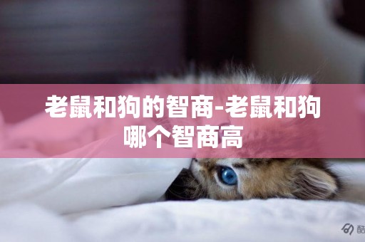 老鼠和狗的智商-老鼠和狗哪個智商高