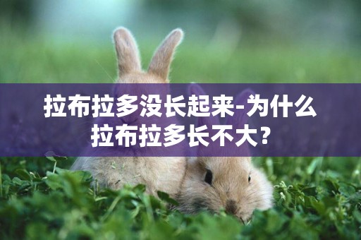 拉布拉多沒長起來-為什么拉布拉多長不大？