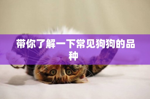 帶你了解一下常見狗狗的品種 