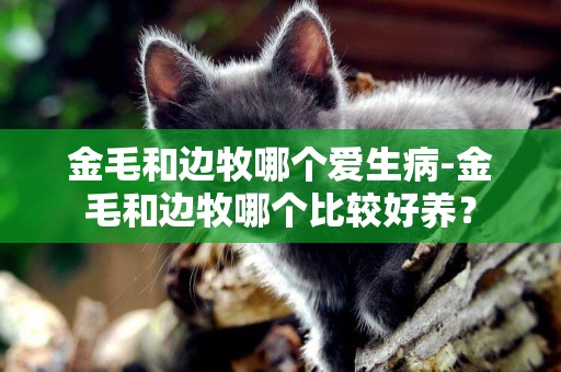 金毛和邊牧哪個愛生病-金毛和邊牧哪個比較好養？