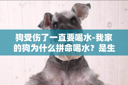 狗受傷了一直要喝水-我家的狗為什么拼命喝水？是生病了么？要專業的回答
