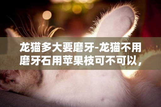 龍貓多大要磨牙-龍貓不用磨牙石用蘋果枝可不可以，每天給幾根？龍貓的牙齒長長了它會自己磨牙嗎？還是不會