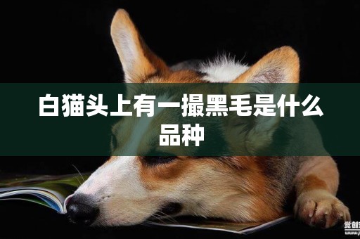 白貓頭上有一撮黑毛是什么品種