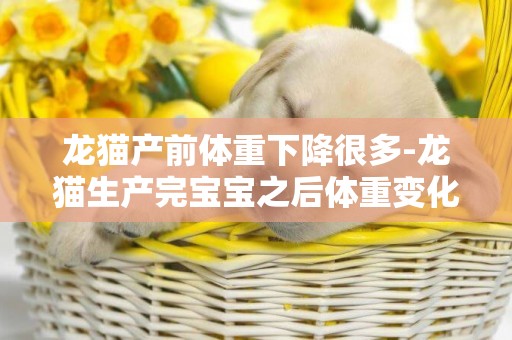 龍貓產前體重下降很多-龍貓生產完寶寶之后體重變化