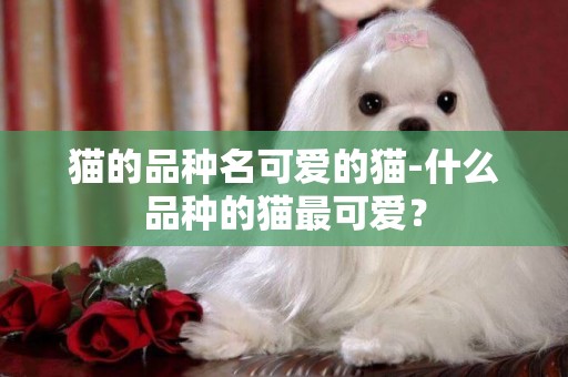 貓的品種名可愛的貓-什么品種的貓最可愛？