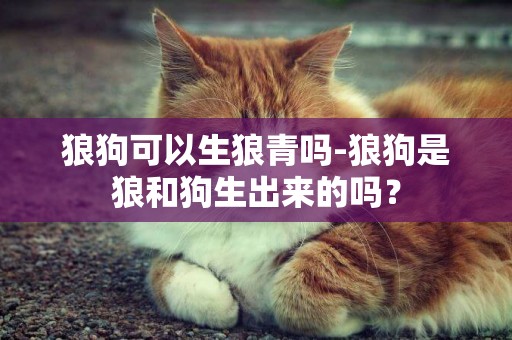 狼狗可以生狼青嗎-狼狗是狼和狗生出來的嗎？