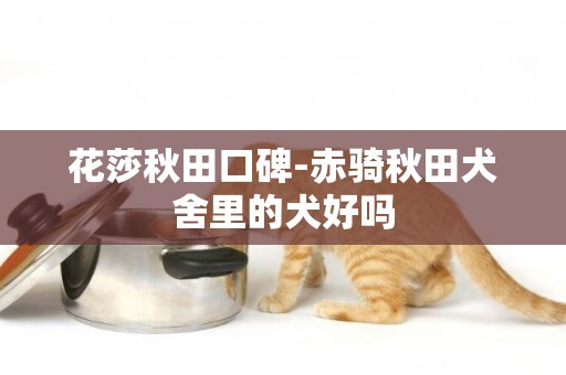 花莎秋田口碑-赤騎秋田犬舍里的犬好嗎