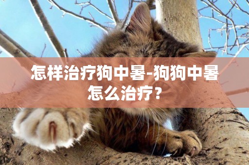 怎樣治療狗中暑-狗狗中暑怎么治療？