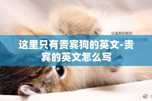 這里只有貴賓狗的英文-貴賓的英文怎么寫