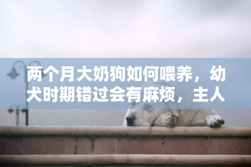 兩個月大奶狗如何喂養，幼犬時期錯過會有麻煩，主人需要用心了 