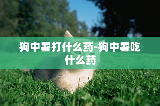 狗中暑打什么藥-狗中暑吃什么藥