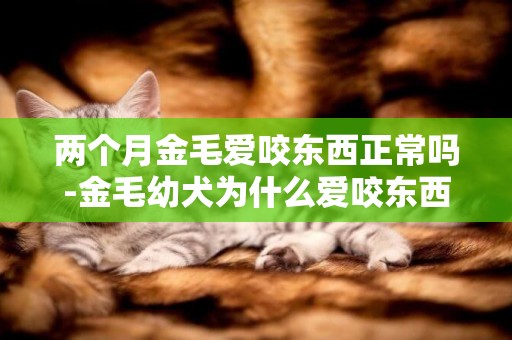 兩個月金毛愛咬東西正常嗎-金毛幼犬為什么愛咬東西