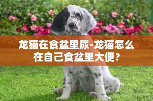 龍貓在食盆里尿-龍貓怎么在自己食盆里大便？