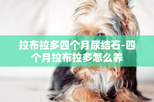 拉布拉多四個月尿結石-四個月拉布拉多怎么養
