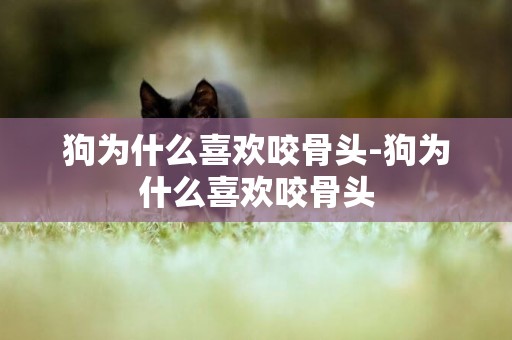 狗為什么喜歡咬骨頭-狗為什么喜歡咬骨頭