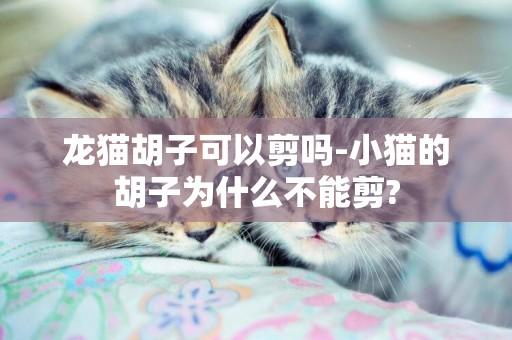龍貓胡子可以剪嗎-小貓的胡子為什么不能剪?