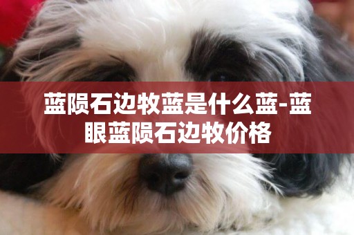 藍隕石邊牧藍是什么藍-藍眼藍隕石邊牧價格