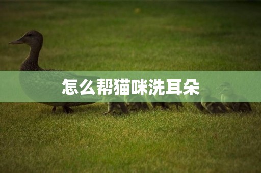 怎么幫貓咪洗耳朵