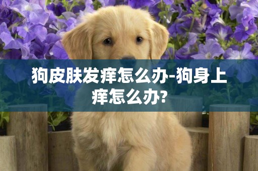 狗皮膚發癢怎么辦-狗身上癢怎么辦?