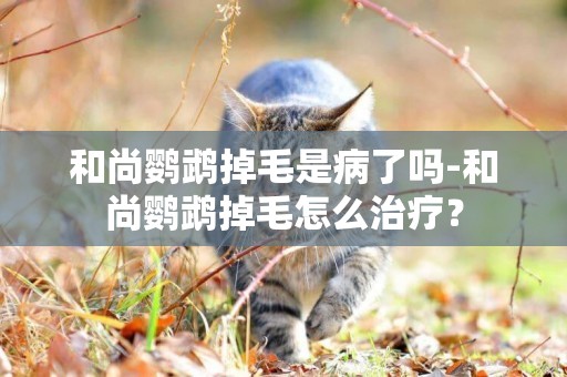 和尚鸚鵡掉毛是病了嗎-和尚鸚鵡掉毛怎么治療？