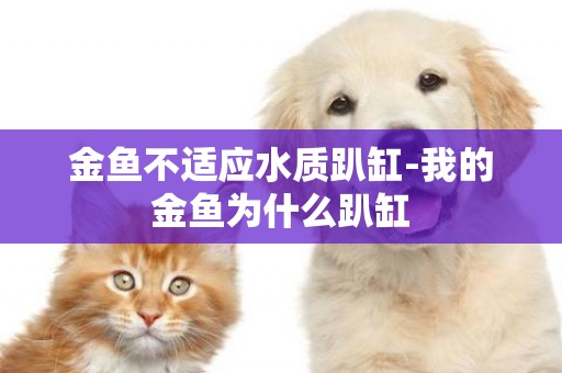 金魚不適應水質趴缸-我的金魚為什么趴缸