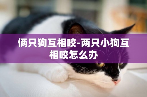 倆只狗互相咬-兩只小狗互相咬怎么辦