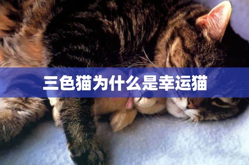 三色貓為什么是幸運貓
