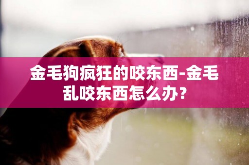 金毛狗瘋狂的咬東西-金毛亂咬東西怎么辦？