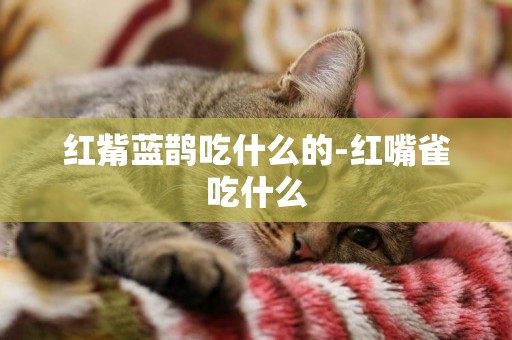 紅觜藍鵲吃什么的-紅嘴雀吃什么