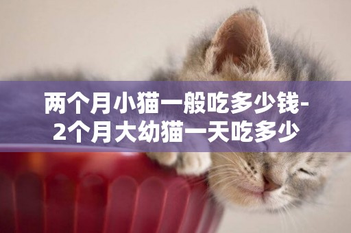 兩個月小貓一般吃多少錢-2個月大幼貓一天吃多少