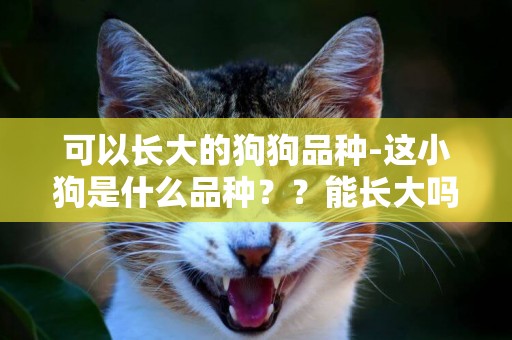 可以長大的狗狗品種-這小狗是什么品種？？能長大嗎？？