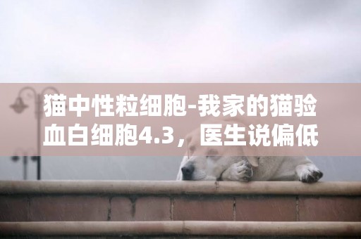 貓中性粒細胞-我家的貓驗血白細胞4.3，醫生說偏低，但是貓身體非常好，吃好喝好也不拉稀，鼻頭濕的不是