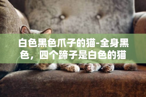 白色黑色爪子的貓-全身黑色，四個蹄子是白色的貓