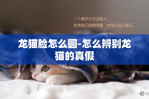 龍貓臉怎么圓-怎么辨別龍貓的真假