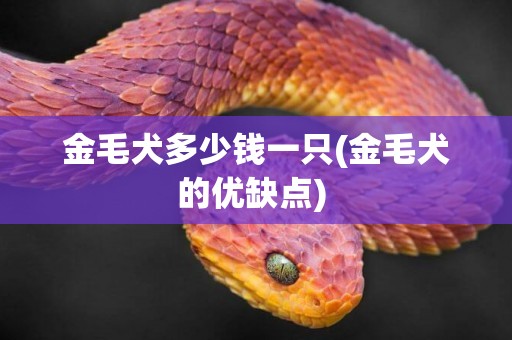 金毛犬多少錢一只(金毛犬的優缺點) 