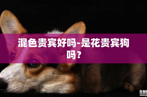 混色貴賓好嗎-是花貴賓狗嗎？
