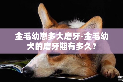 金毛幼崽多大磨牙-金毛幼犬的磨牙期有多久？