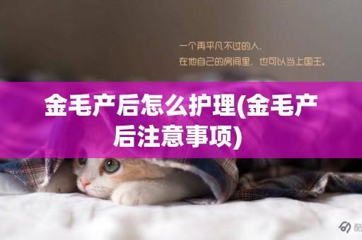 金毛產后怎么護理(金毛產后注意事項) 