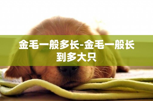 金毛一般多長-金毛一般長到多大只