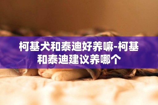 柯基犬和泰迪好養嘛-柯基和泰迪建議養哪個