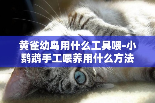 黃雀幼鳥用什么工具喂-小鸚鵡手工喂養用什么方法