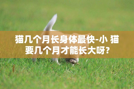 貓幾個月長身體最快-小 貓要幾個月才能長大呀？