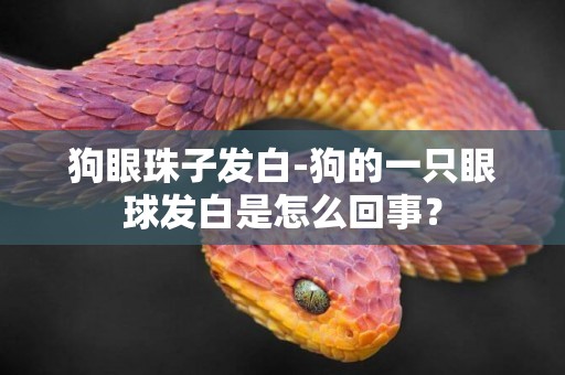 狗眼珠子發白-狗的一只眼球發白是怎么回事？