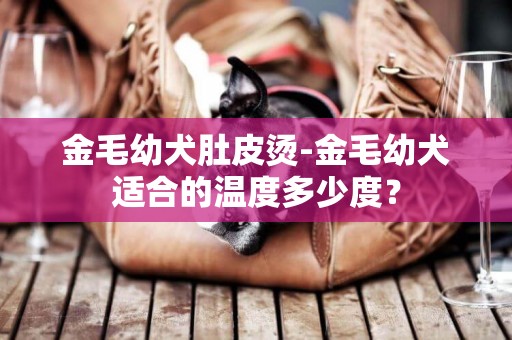 金毛幼犬肚皮燙-金毛幼犬適合的溫度多少度？