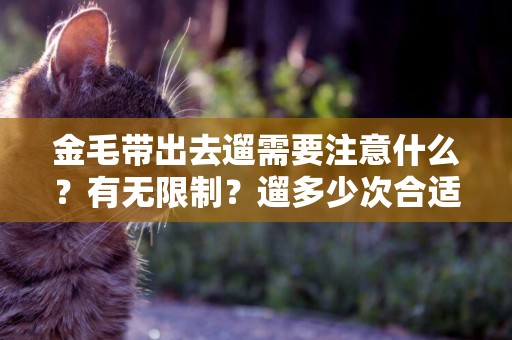 金毛帶出去遛需要注意什么？有無限制？遛多少次合適？ 