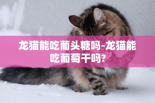 龍貓能吃葡頭糖嗎-龍貓能吃葡萄干嗎?